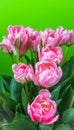 Close-up pink tulips isolated on green