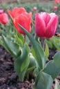 Close-up of Pink tulips, variety of Dutch Holland flower bulbs in the garden. The bee collects nectar. Royalty Free Stock Photo