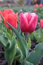 Close-up of Pink tulips, variety of Dutch Holland flower bulbs in the garden. Natural lighting Royalty Free Stock Photo