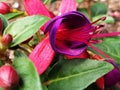 Pink and violet flower fuchsia