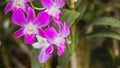 Close up pink violet orchid flower. Beautiful orchid flower blossoming on green nature spring garden flowers colorful plant and Royalty Free Stock Photo