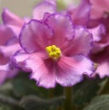 Close-up of pink violets blossom Royalty Free Stock Photo