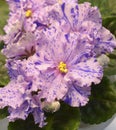 Close-up of pink violets blossom Royalty Free Stock Photo