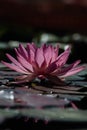 Close-up of a pink water lily in bloom, floating on dark water with blurred background. Royalty Free Stock Photo
