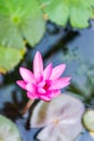 Close up pink water lily blossom in the pond in the morning Royalty Free Stock Photo