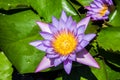 Close up pink water lily blossom in the pond in the morning Royalty Free Stock Photo