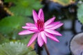 Close up pink water lily blossom in the pond in the morning Royalty Free Stock Photo