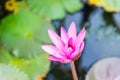 Close up pink water lily blossom in the pond in the morning Royalty Free Stock Photo