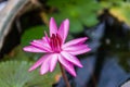 Close up pink water lily blossom in the pond in the morning Royalty Free Stock Photo