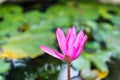 Close up pink water lily blossom in the pond in the morning Royalty Free Stock Photo