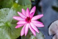 Close up pink water lily blossom in the pond in the morning Royalty Free Stock Photo