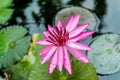 Close up pink water lily blossom in the pond in the morning Royalty Free Stock Photo