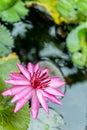 Close up pink water lily blossom in the pond in the morning Royalty Free Stock Photo