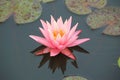 Close up of a pink water lily flower Royalty Free Stock Photo