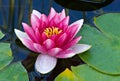 Close-up of a Pink Water Lily and Green Frog Royalty Free Stock Photo