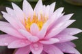 Close up of a pink water lily with water drop Royalty Free Stock Photo