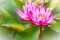 Close up of pink water lily with yellow pollen and green leaves background. Beautiful pink lotus with yellow pollen. Royalty Free Stock Photo