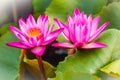 Close up of pink water lily with yellow pollen and green leaves background. Beautiful pink lotus with yellow pollen. Royalty Free Stock Photo