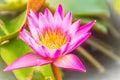 Close up of pink water lily with yellow pollen and green leaves background. Beautiful pink lotus with yellow pollen. Royalty Free Stock Photo