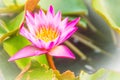 Close up of pink water lily with yellow pollen and green leaves background. Beautiful pink lotus with yellow pollen. Royalty Free Stock Photo