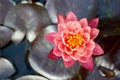 Pink waterlily flower on fish pond