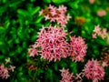 Close up Pink West Indian Jasmine Flowers