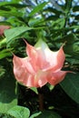 Close up of a Pink and White Angel`s Trumpet Flower Royalty Free Stock Photo