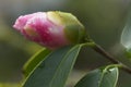Close up of pink and white Camelia flower