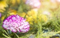 Close up pink and white carnation flower with vintage warm light over blurred background Royalty Free Stock Photo