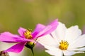 Close up pink and white cosmos flowers on blurred green garden background Royalty Free Stock Photo