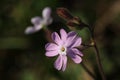 Close up of pink and white delicate wildflower Silene, Campion, Catchfly and honey bee