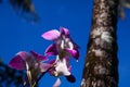 Close up of pink and white dendrobium orchid with blurred trunk of palm tree against blue sky, Chiang Mai, Thailand