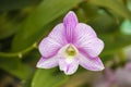 Close up of a Pink and White Dendrobium Orchid Flower Royalty Free Stock Photo