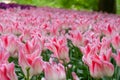 Close-up pink and white flower tulip lit by sunlight Royalty Free Stock Photo