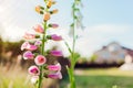 Close up of pink and white foxglove flowers blooming in summer garden. Digitalis in blossom. Floral background Royalty Free Stock Photo