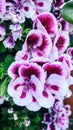 Pink and white geranium flowers with water drops. Royalty Free Stock Photo