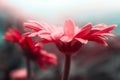 Close-up of a pink gerbera flowers on a dark background Royalty Free Stock Photo