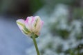 Close-up of a pink, white and green blooming tulip (Tulipa) Royalty Free Stock Photo