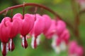 Pink and white bleeding heart flowers lamprocapnos spectabilis all in a row. Royalty Free Stock Photo