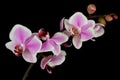 Pink-white orchid Orchidaceae flower on the black background Royalty Free Stock Photo