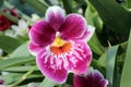 Close Up of a Miltoniopsis Orchid, Pink and White Pansy Face