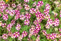 Close-up of pink and white petunia Royalty Free Stock Photo