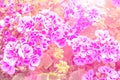 Close-up of pink and white petunia Royalty Free Stock Photo