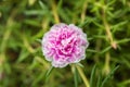 Close up Portulaca grandiflora flower