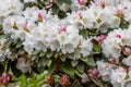 Rhododendron pachysanthum Royalty Free Stock Photo