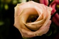 Close up of pink and white rose with copy space on black background Royalty Free Stock Photo