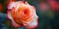 Close-Up of Pink and White Rose Royalty Free Stock Photo