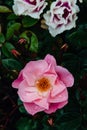 Close-up of pink and white roses with rain drops over dark green leaves Royalty Free Stock Photo