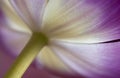 Close-up of Pink and White Tulip