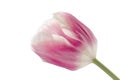 Close up of pink with white tulip flower Royalty Free Stock Photo